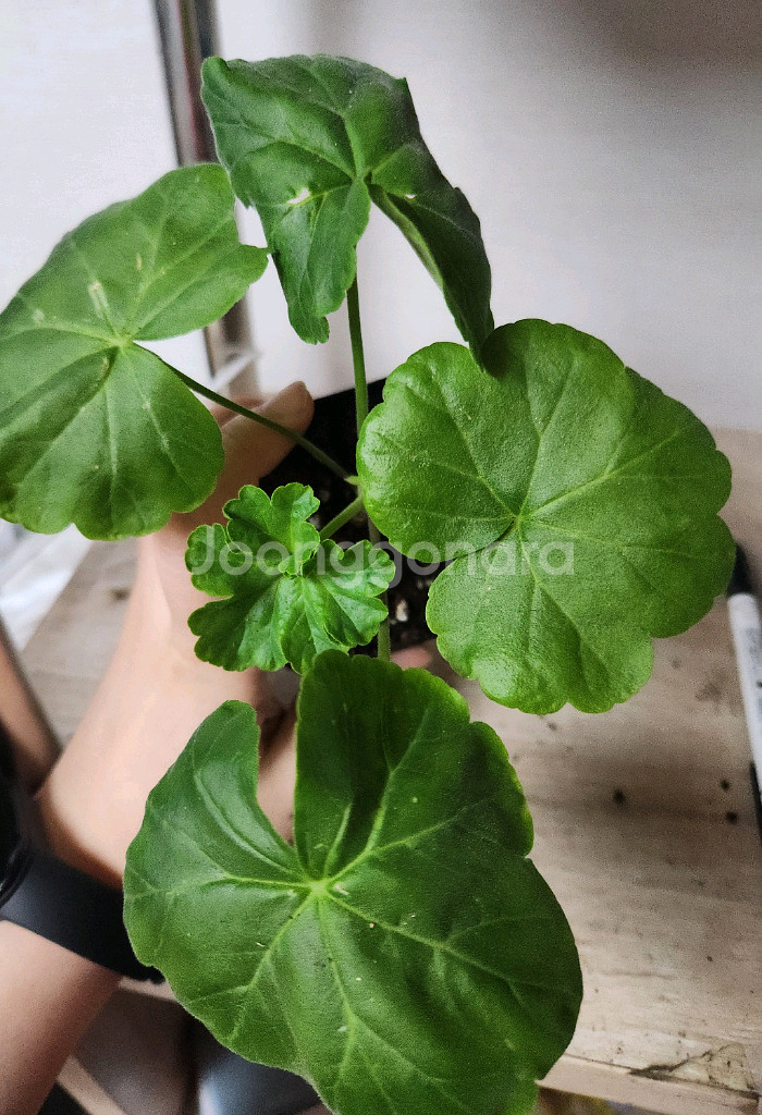 제라늄 개별5--6