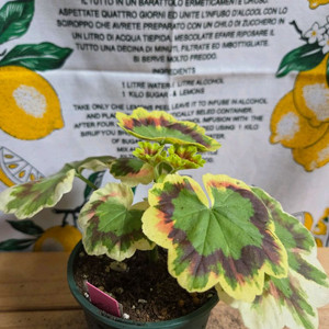 제라늄 분양 ㅡ 엘렌쉐라드