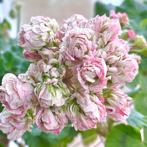 제라늄 골라가세요(남은 아이들 리스트)