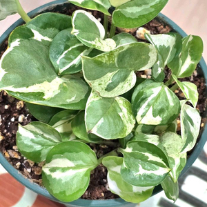 엔조이스킨답서스