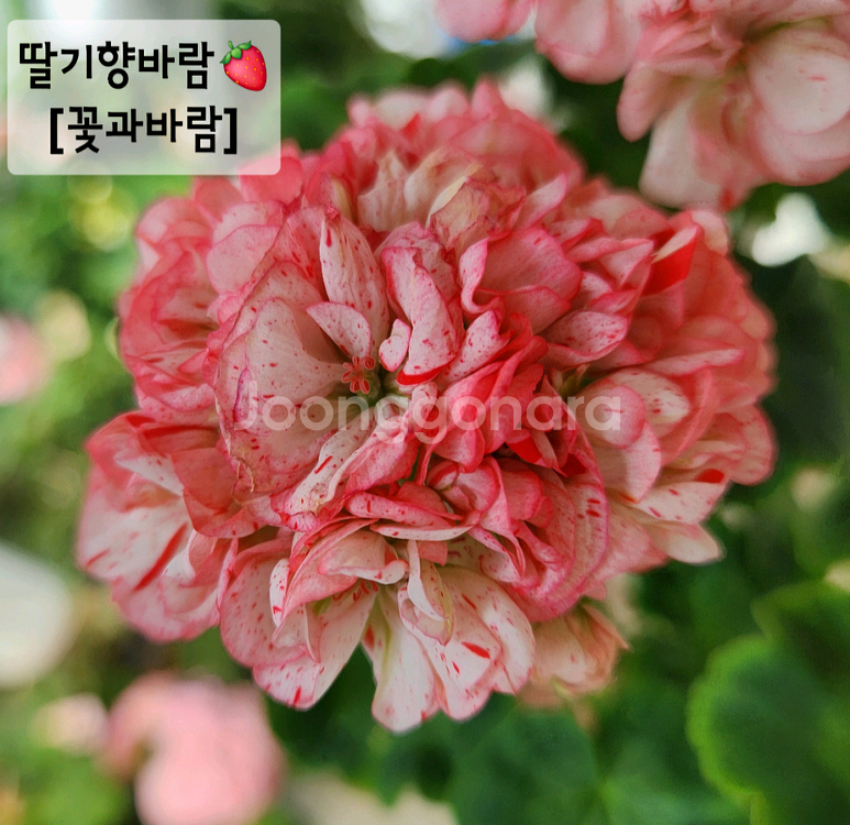 제라늄 개별5--8