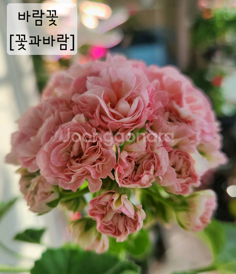 제라늄 개별5--7