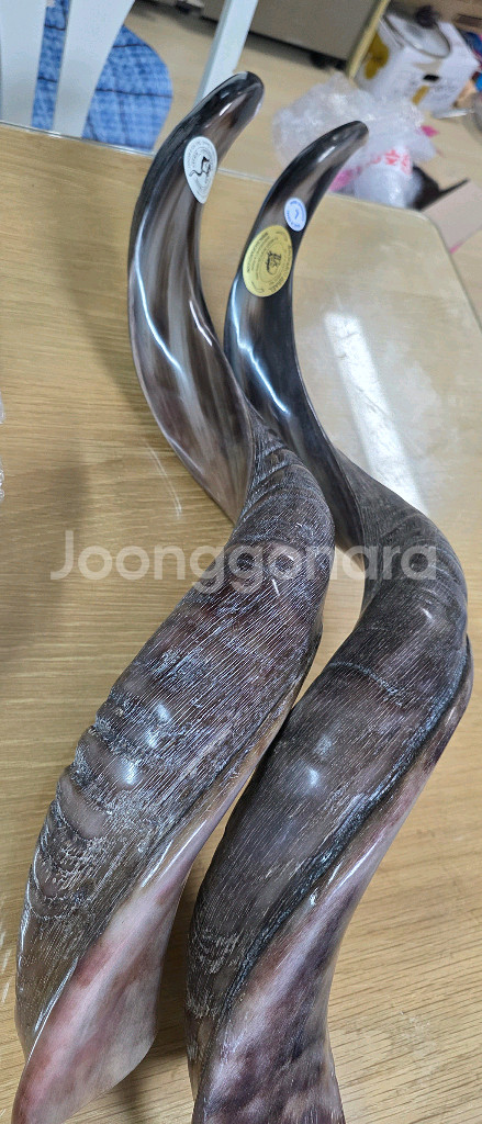 쇼파르 뿔나팔 입니다필요가 없어서 판매 코셔인증 품질--4