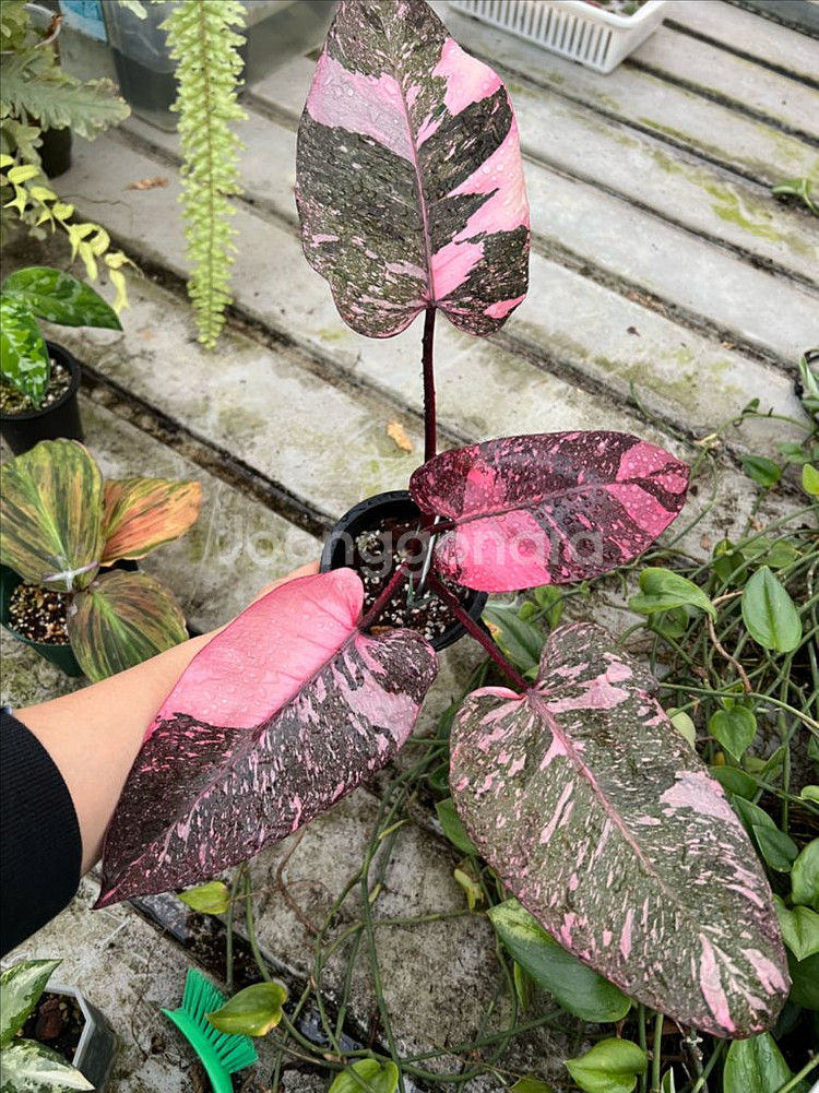 필로덴드론 핑크프린세스 갤럭시마블(신엽사진추가)(안스x 알로x)--3