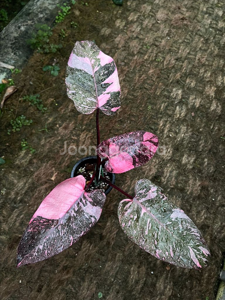 필로덴드론 핑크프린세스 갤럭시마블(신엽사진추가)(안스x 알로x)--2