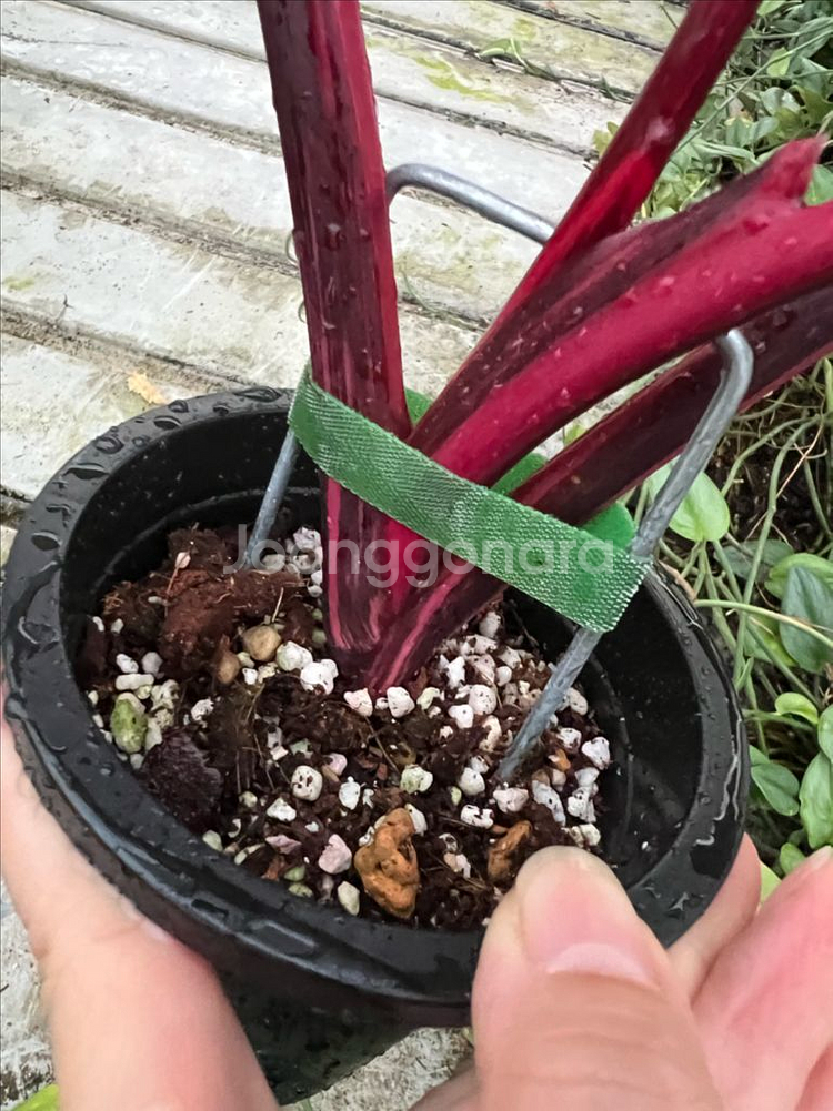 필로덴드론 핑크프린세스 갤럭시마블(신엽사진추가)(안스x 알로x)--5