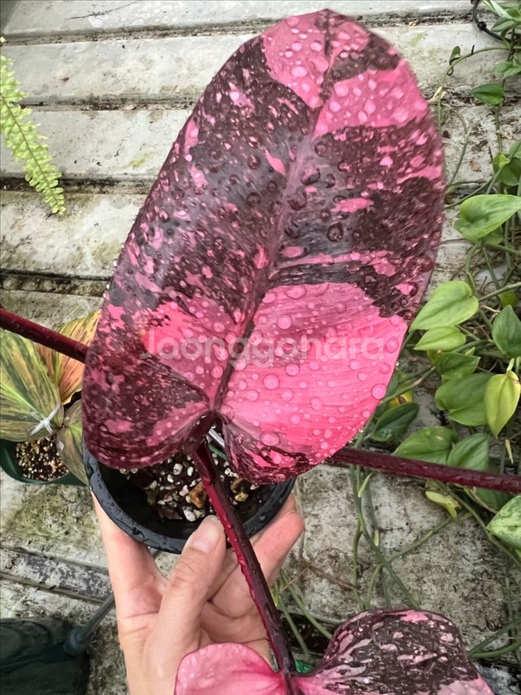 필로덴드론 핑크프린세스 갤럭시마블(신엽사진추가)(안스x 알로x)--4