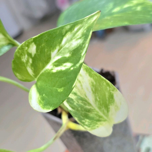 하와이안 스킨답서스