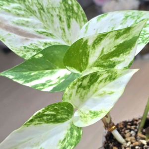 하와이안 스킨답서스