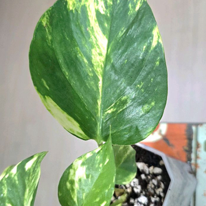 하와이안 스킨답서스