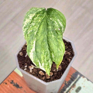 아미드리움 지펠리아넘 바리에가타