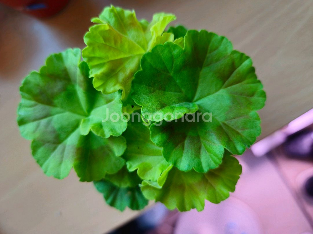 지엘그라시아 제라늄--0