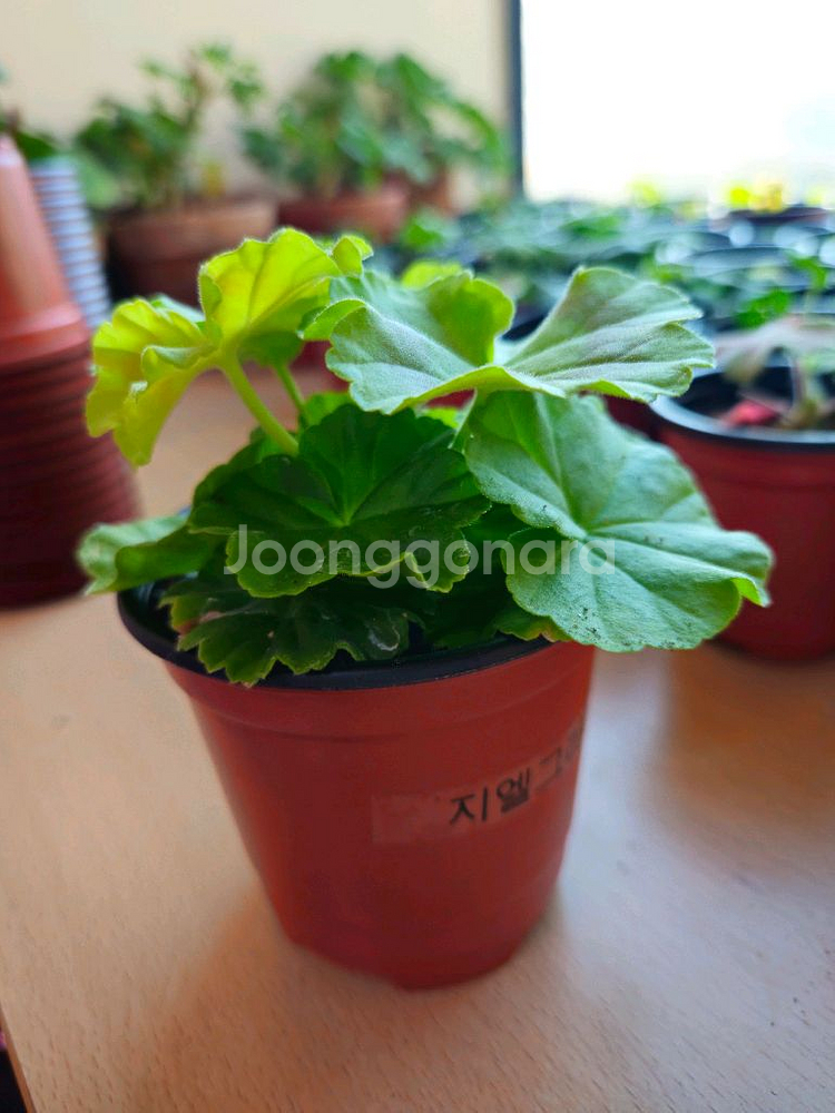 지엘그라시아 제라늄--1