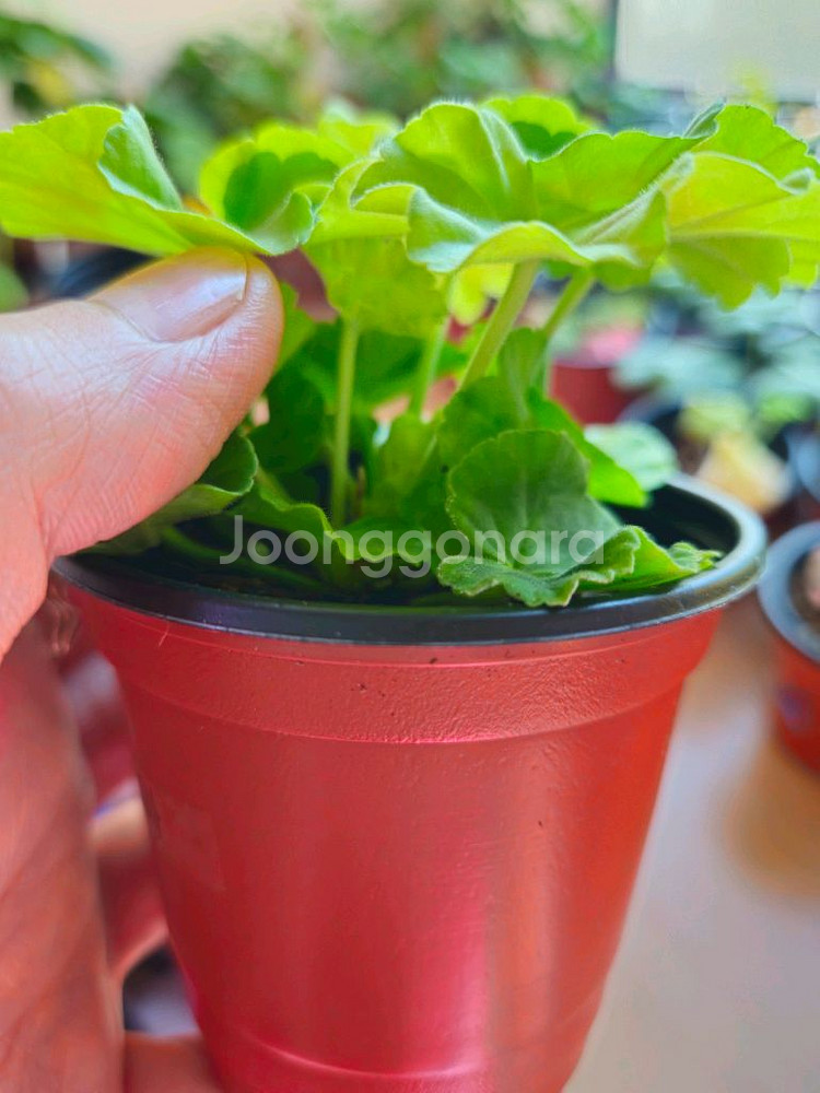 지엘그라시아 제라늄--3