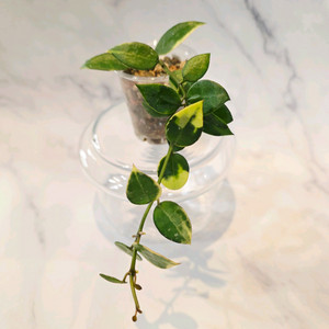 호야 라쿠노사 아사미 4번