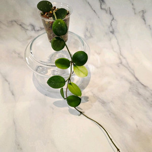 무늬약한 마틸드 스플래쉬