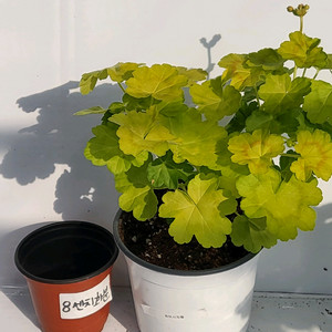 제라늄 쥬이시자몽 대품