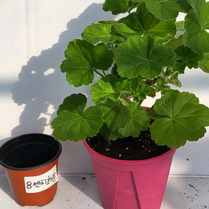 제라늄 비엔나의왈츠 대품