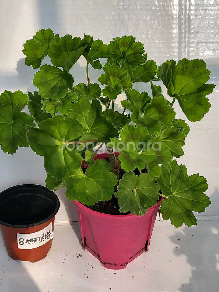 제라늄 비잔티움 대품--0