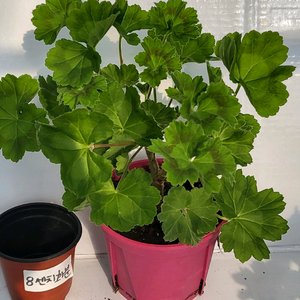 제라늄 비잔티움 대품