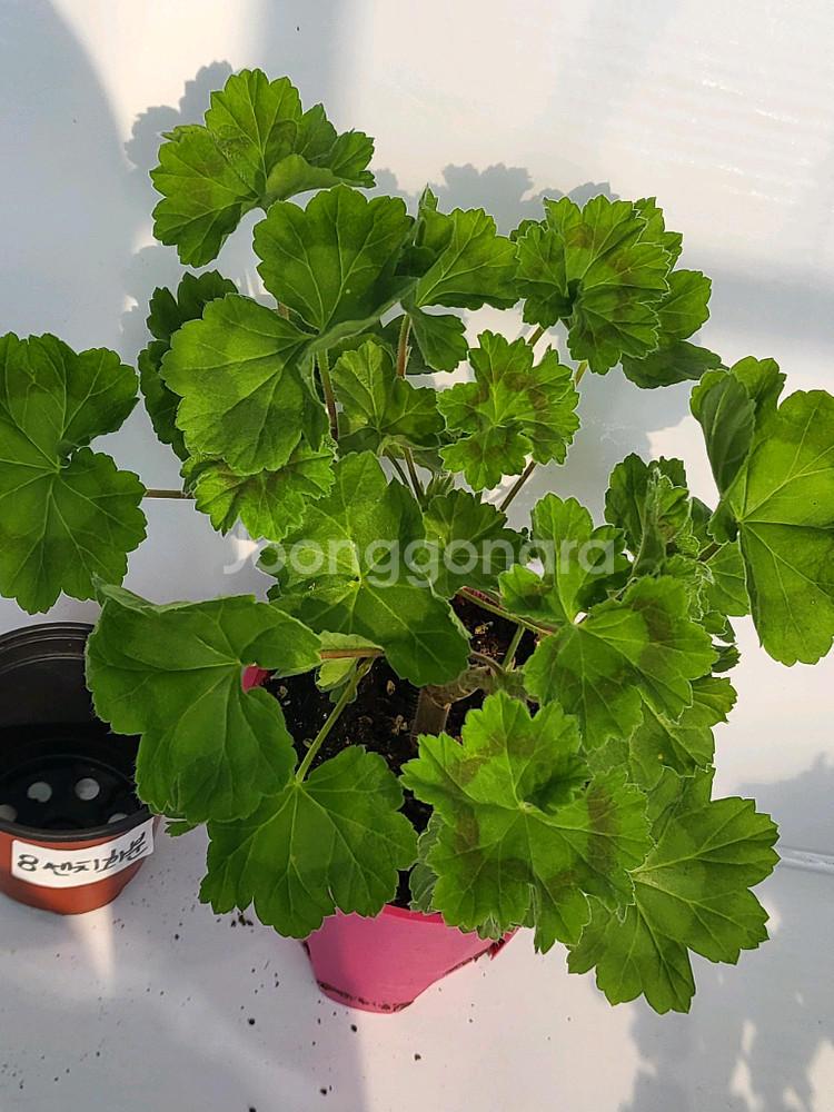 제라늄 비잔티움 대품--1