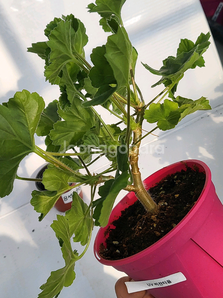 제라늄 비잔티움 대품--2