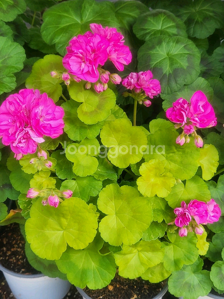 제라늄 보콤비 대품--0