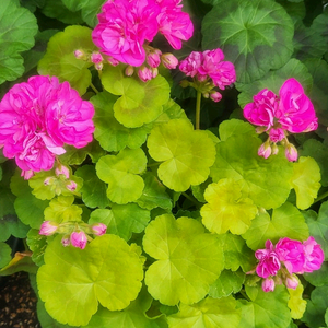 제라늄 보콤비 대품