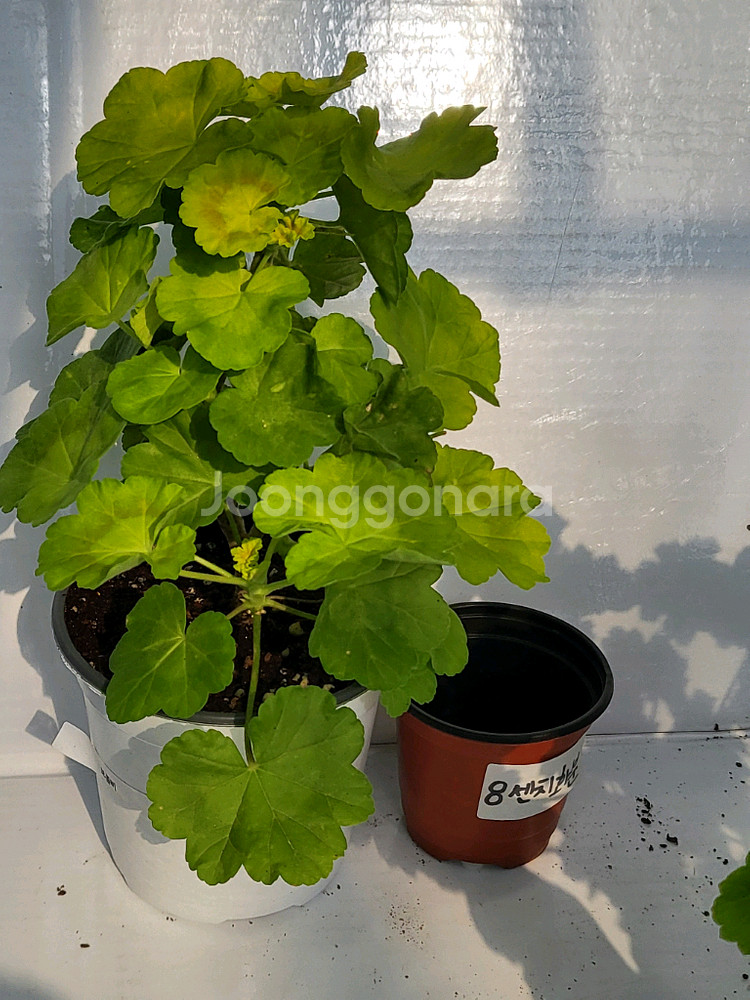 제라늄 보콤비 대품--2