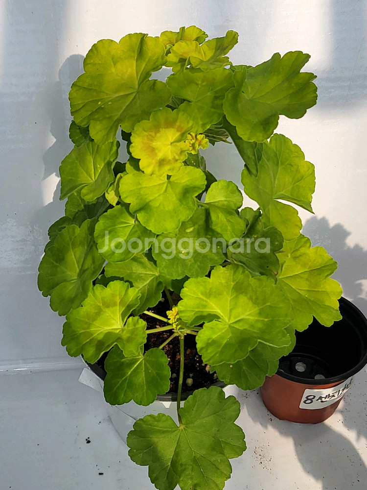 제라늄 보콤비 대품--1