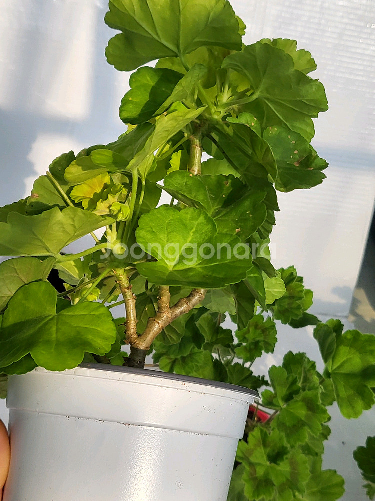 제라늄 보콤비 대품--3