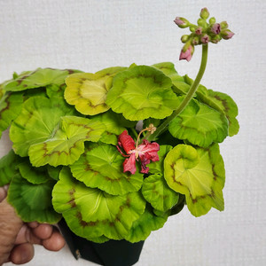 제라늄.ay패션매직