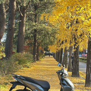 혼다 비전110 스쿠터 이미지