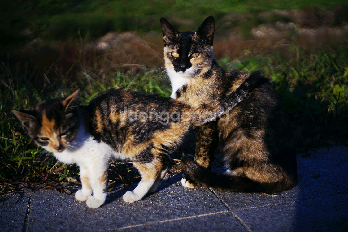 Schneider Reomar 45mm f2.8 FR렌즈 m42 개조--6