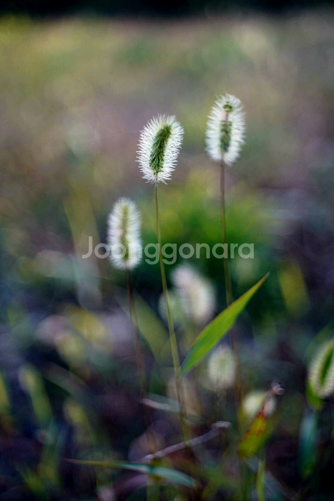 Schneider Reomar 45mm f2.8 FR렌즈 m42 개조--7