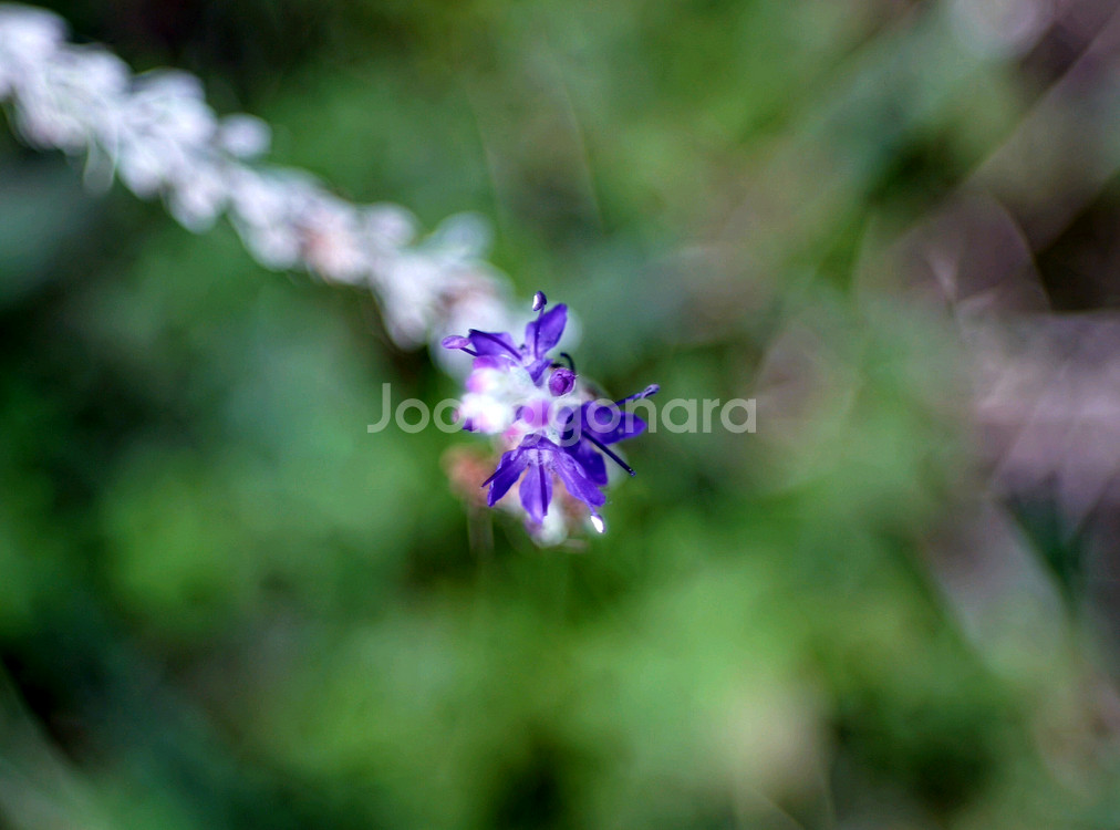 Schneider Reomar 45mm f2.8 FR렌즈 m42 개조--8