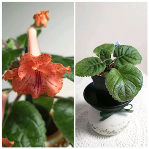 FLs Cinderelia (신데렐라) 미니신닌기아