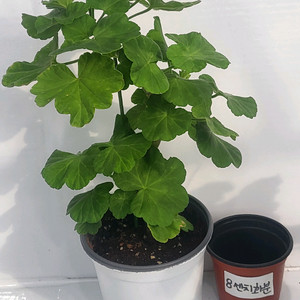 제라늄 송겨울 대품