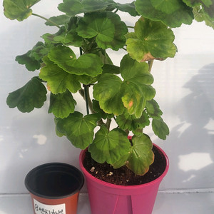 제라늄 솔베이그 대품