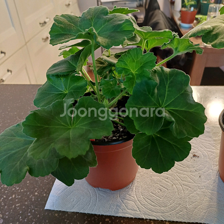 j봄미앤미 제라늄--0