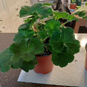 j봄미앤미 제라늄