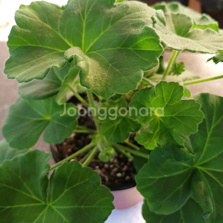 j봄미앤미 제라늄--1