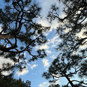 스타벅스 프리퀀시 일반 1장판매