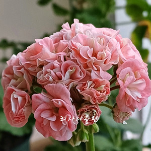 리사샤를린 국내변종제라늄