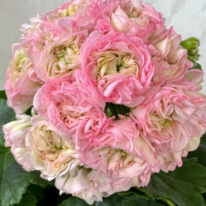 제라늄 에릭 스타판타지, uv 보니타 2종 택포