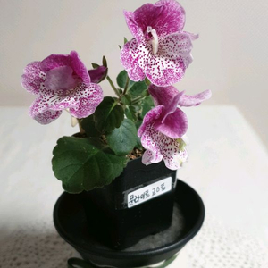 Dxs moonlight coast 미니신닌기아