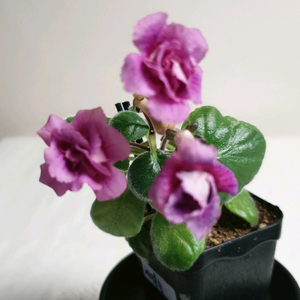 케이틀린 미니신닌기아