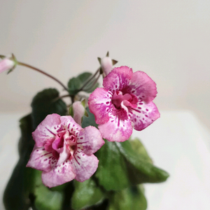 Magnificent (매그니피센트) 미니신닌기아