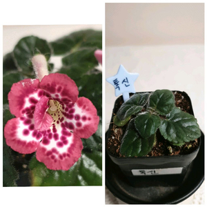 톡신 미니신닌기아