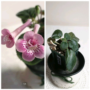 문릿댄서 미니신닌기아